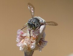 Megachilinae