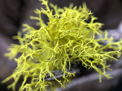 Letharia vulpina