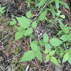 Rubus leucodermis