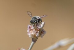 Megachilinae