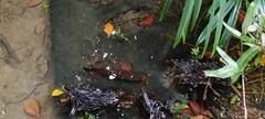 Channa striata