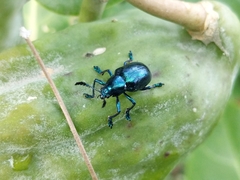 Platycorynus peregrinus