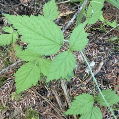 Rubus leucodermis