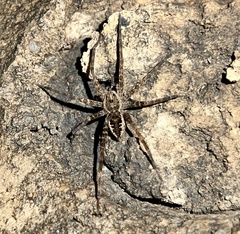 Dolomedes vittatus