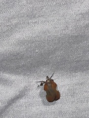 Galasa nigrinodis
