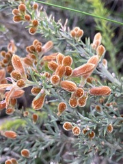 Jacksonia hakeoides