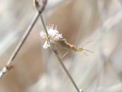Zelus renardii