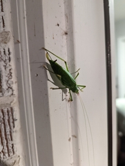 Pterophylla camellifolia