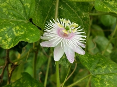 Passiflora foetida