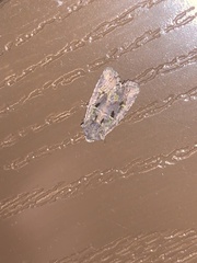 Lacinipolia renigera