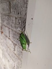 Pterophylla camellifolia