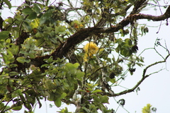 Metrosideros polymorpha