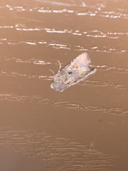 Lacinipolia renigera