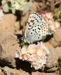Euphilotes baueri