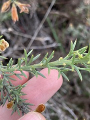 Jacksonia hakeoides