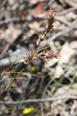 Schoenus villosus