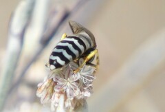 Bembix