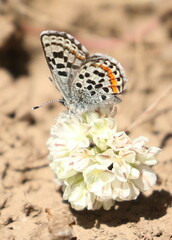 Euphilotes baueri