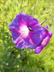 Ipomoea stans