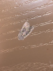 Lacinipolia renigera