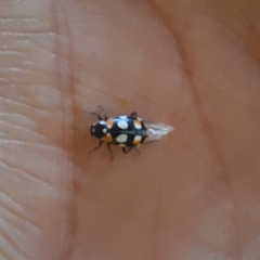 Eriopis connexa