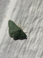 Chlorochlamys phyllinaria