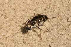 Cicindela tranquebarica