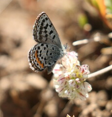 Euphilotes baueri