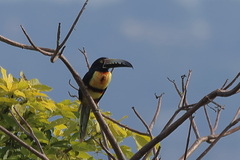 Pteroglossus torquatus