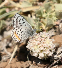 Euphilotes baueri