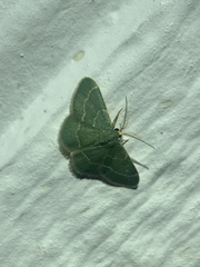 Chlorochlamys phyllinaria