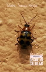 Cerotoma
