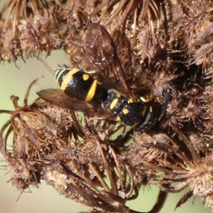 Parancistrocerus pedestris