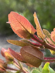 Angophora hispida