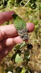 Pycnanthemum incanum