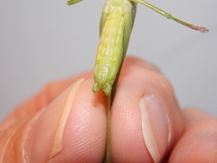 Neoconocephalus nebrascensis
