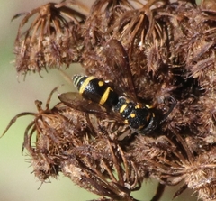 Parancistrocerus pedestris