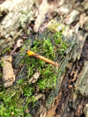 Ophiocordyceps variabilis