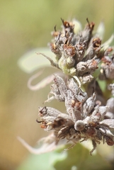 Pycnanthemum incanum