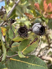 Angophora hispida