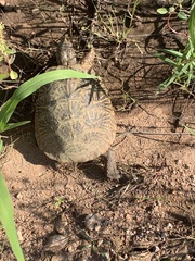 Terrapene ornata