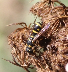 Parancistrocerus pedestris