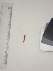 Ophiocordyceps variabilis