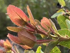 Angophora hispida