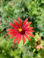 Zinnia peruviana