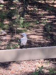 Aphelocoma wollweberi