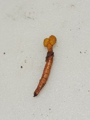 Ophiocordyceps variabilis