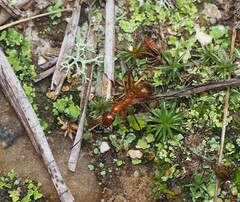 Formica pallidefulva
