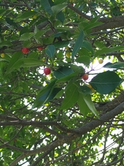 Xylosma flexuosa