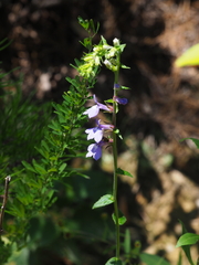 Lobelia puberula
